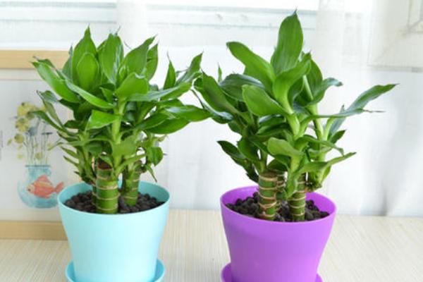 荷葉竹的養殖方法和注意事項