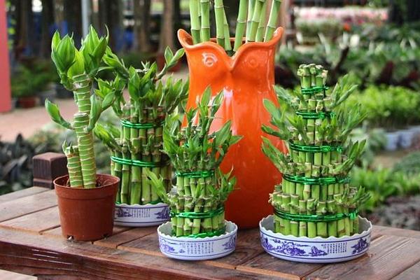 荷葉竹的養殖方法和注意事項