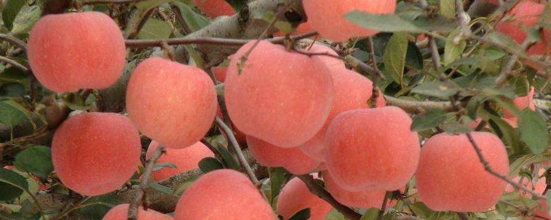 元富紅蘋果介紹及栽培技術