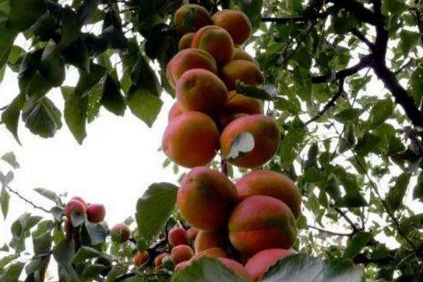 豐園紅杏樹特征介紹