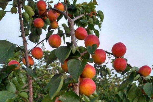 豐園紅杏樹特征介紹