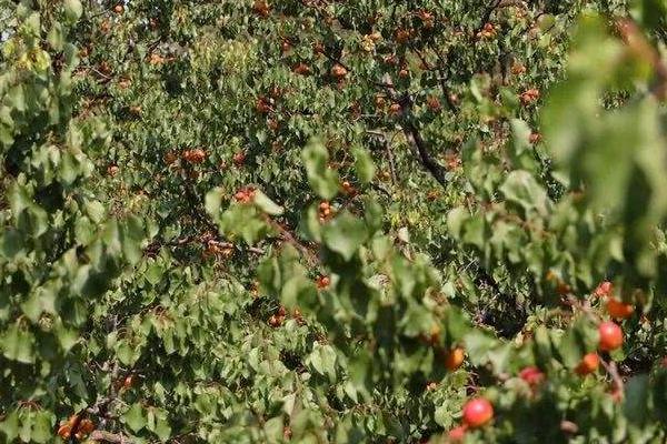 豐園紅杏樹特征介紹