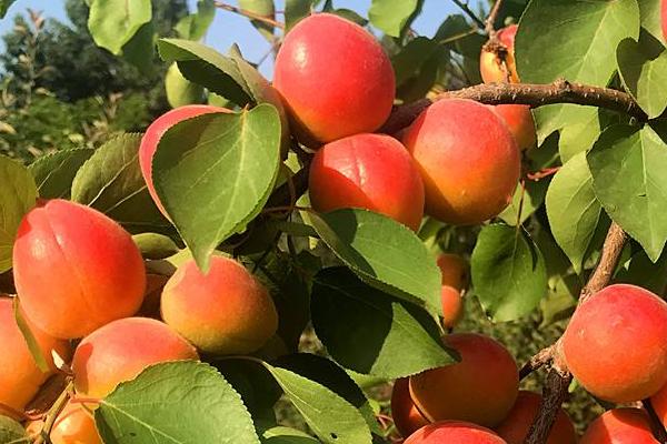 豐園紅杏樹特征介紹