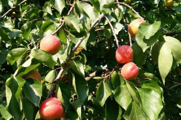 豐園紅杏樹特征介紹