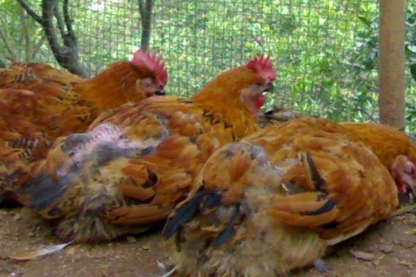 1噸飼料需要多少蛋氨酸