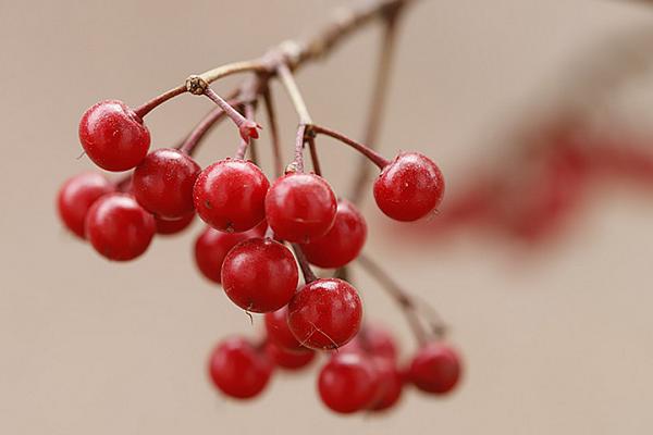 富貴果的養殖方法