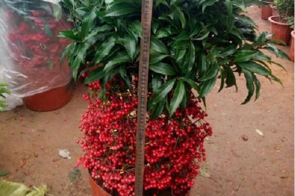 富貴果的養殖方法