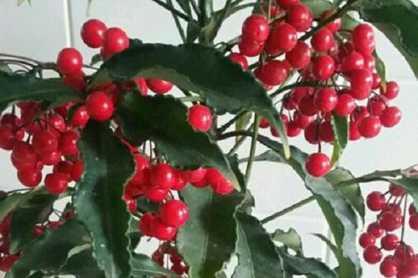 富貴果的養殖方法