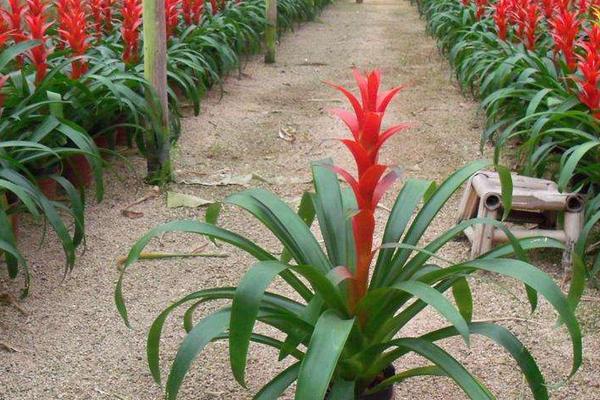紅星鳳梨的養殖方法