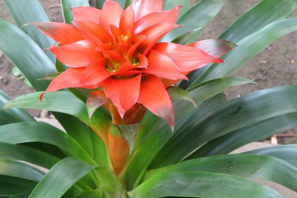 紅星鳳梨的養殖方法