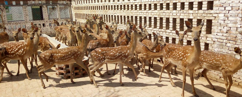 特種養(yǎng)殖項(xiàng)目有哪些？5個(gè)較好的養(yǎng)殖品種推薦