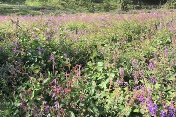 丹參種植技術(shù)及畝收益