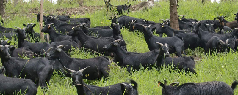 養殖好項目，農村致富項目有哪些