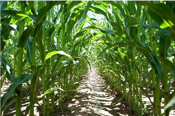 農村種植好項目