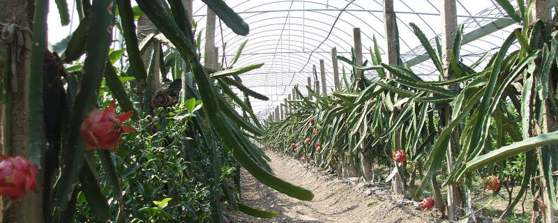 北方大棚火龍果種植技術