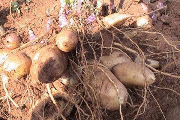 農村種植好項目