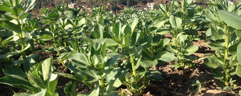 蠶豆的生長過程記錄