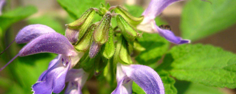 丹參種植技術及畝收益,一畝利潤約1萬元