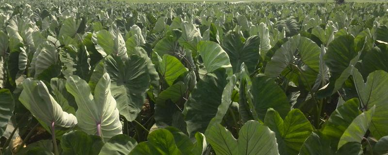 荔浦芋頭的種植方法與時間,終霜后播種