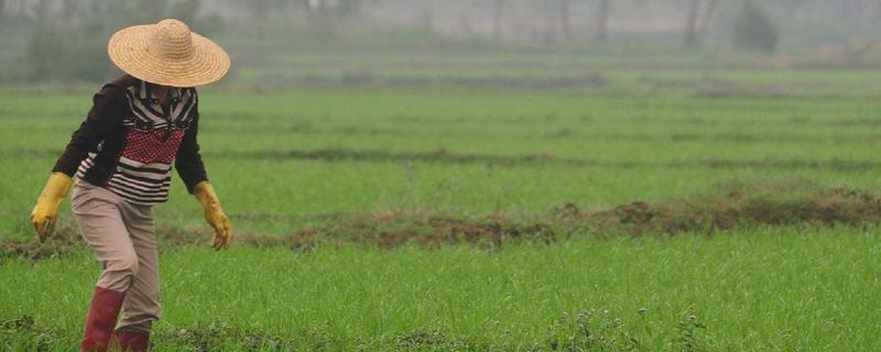 夏季的農事活動有哪些