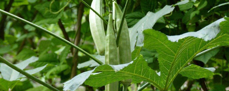 特色種植新品種有哪些