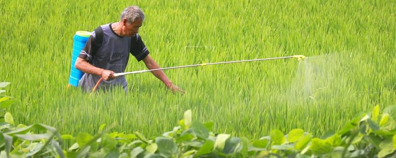 春天小麥什么時候施肥？3月上旬進行