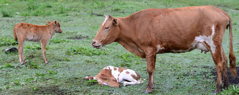 買小牛犢哪里便宜？附養殖注意事項