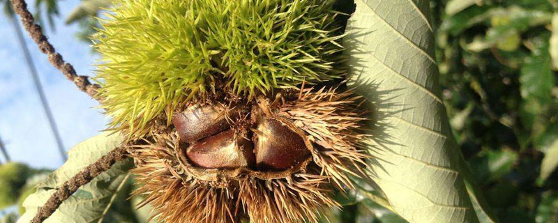 大紅袍板栗的種植技術(shù),合理施肥提高品質(zhì)