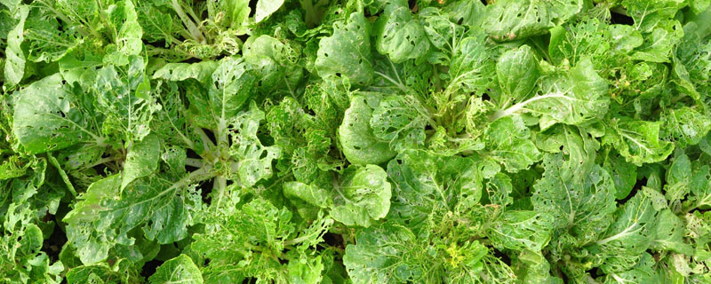 農(nóng)藥復(fù)配配方混用大全（30個）