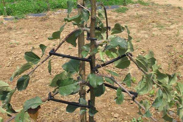 一至三年的蘋果樹修剪