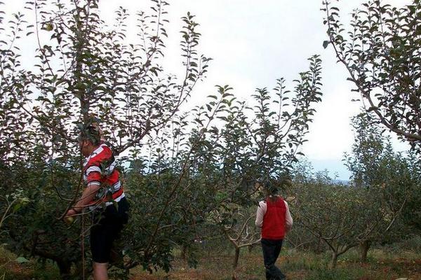 一至三年的蘋果樹修剪