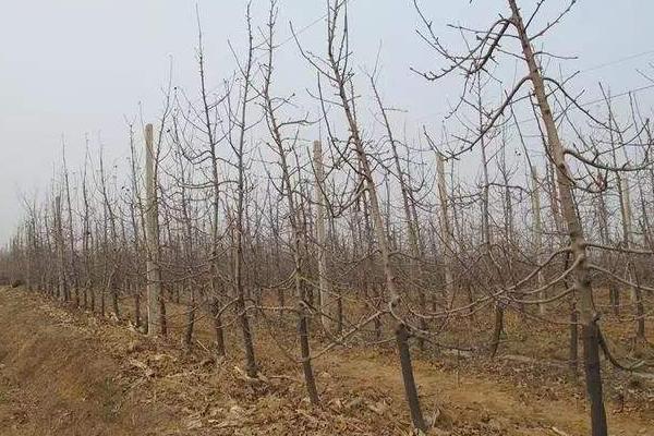 一至三年的蘋果樹修剪