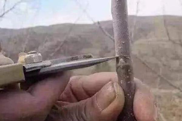 一至三年的蘋果樹修剪