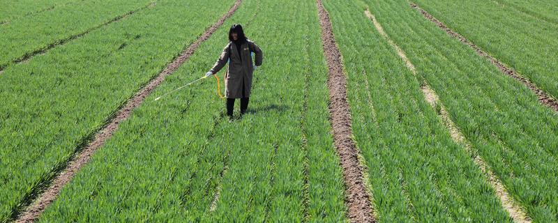 麥地除草劑幾度打合適？4度以上效果較好