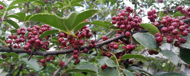 花椒樹春季打什么藥?病蟲害防治方法