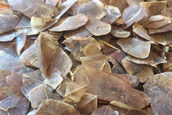 穿山甲鱗片多少一克