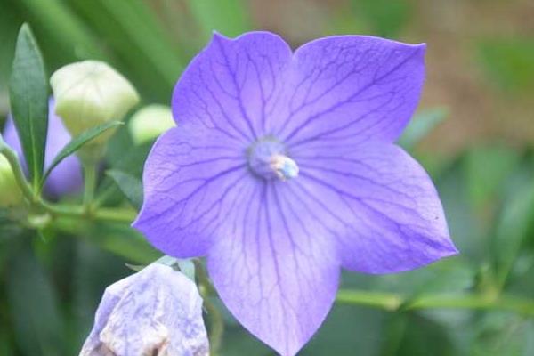 桔梗的種植季節(jié)和方法，可選春播和冬播