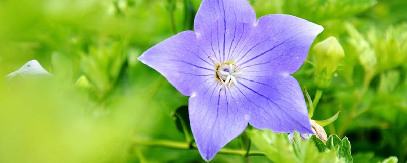 桔梗的種植季節(jié)和方法,可選春播和冬播