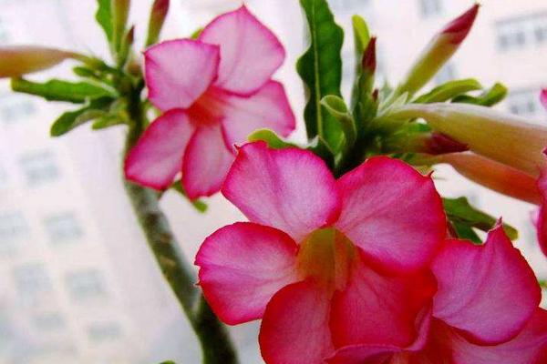 沙漠玫瑰花的養殖方法