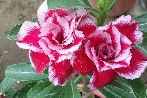 沙漠玫瑰花的養殖方法