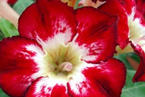 沙漠玫瑰花的養殖方法