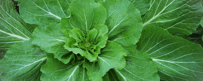 芥菜在農(nóng)村叫什么菜