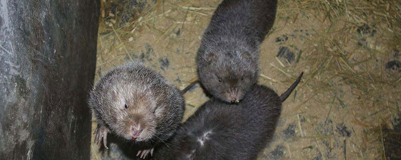 竹鼠怎么養殖才繁殖得快?飼料合理搭配早晚喂食