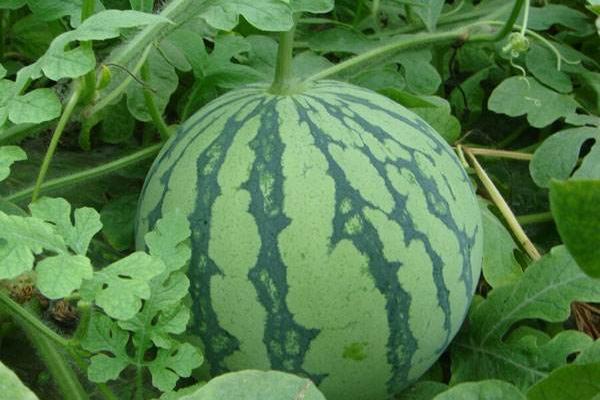 8424西瓜畝產多少斤