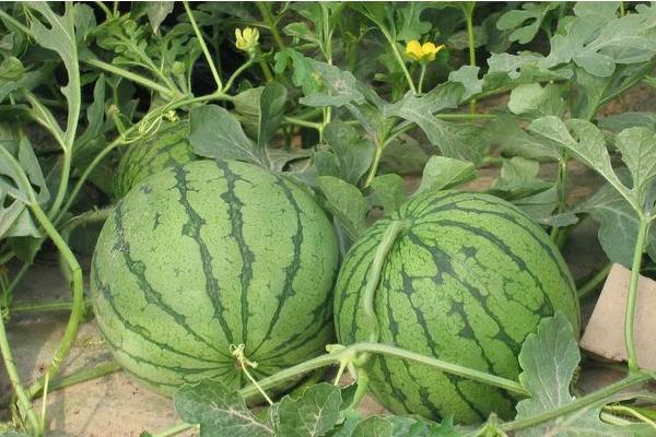 8424西瓜畝產多少斤