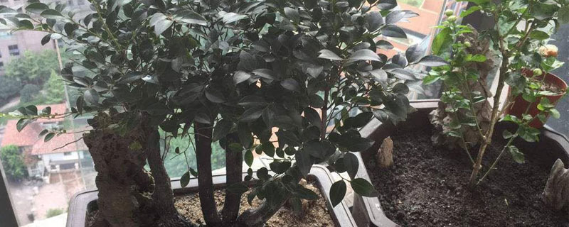 小葉紫檀種植方法和注意事項(xiàng)（盆栽）