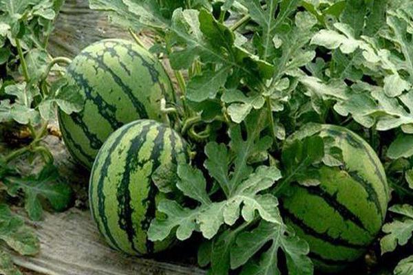 8424西瓜畝產多少斤