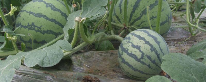 8424西瓜畝產多少斤