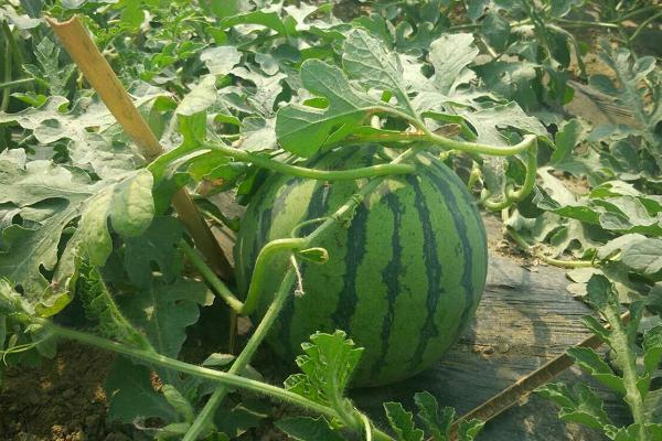 8424西瓜畝產多少斤