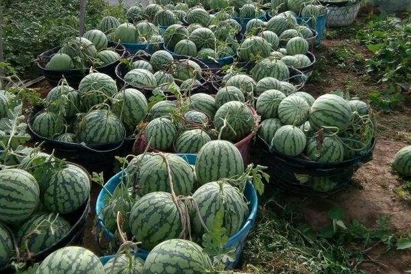 8424西瓜畝產多少斤